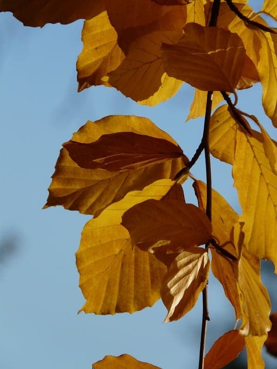 živý plot Buk (Fagus)
