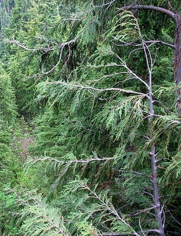 Cypřišek (Chamaecyparis) živý plot