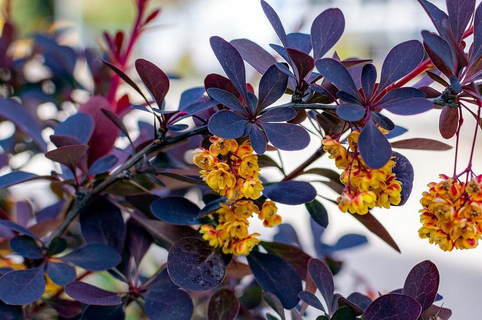 živý plot Dřišťál (Berberis)