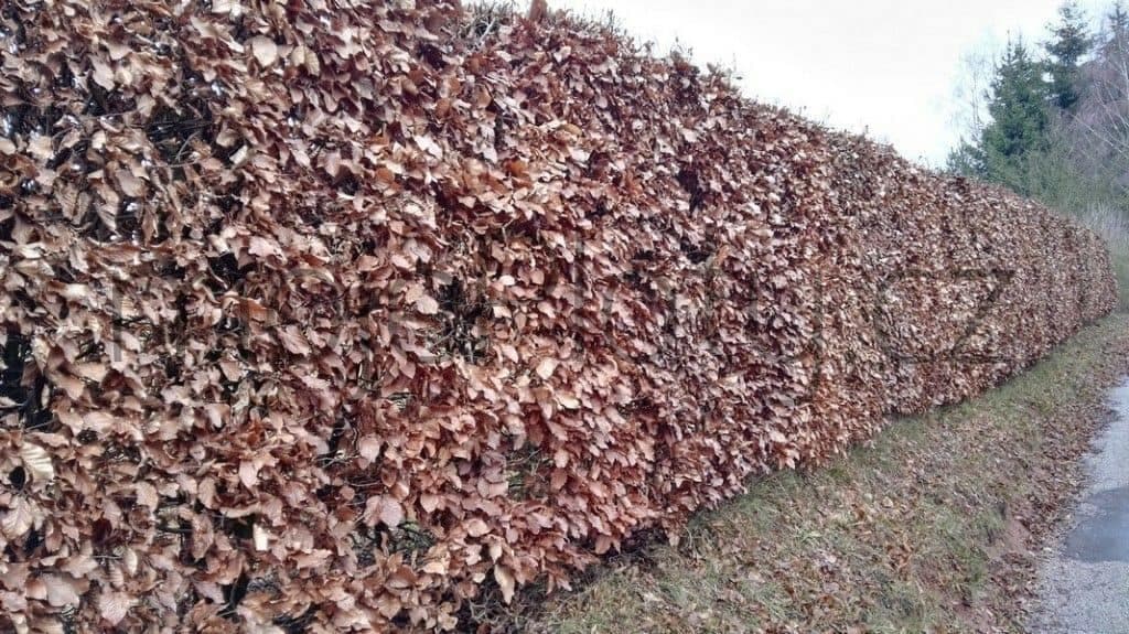 živý plot Habr (Carpinus)