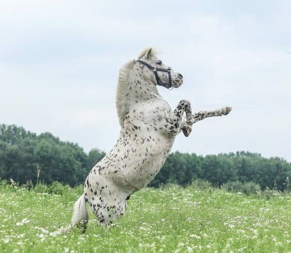Appaloosa plemeno hobby horse