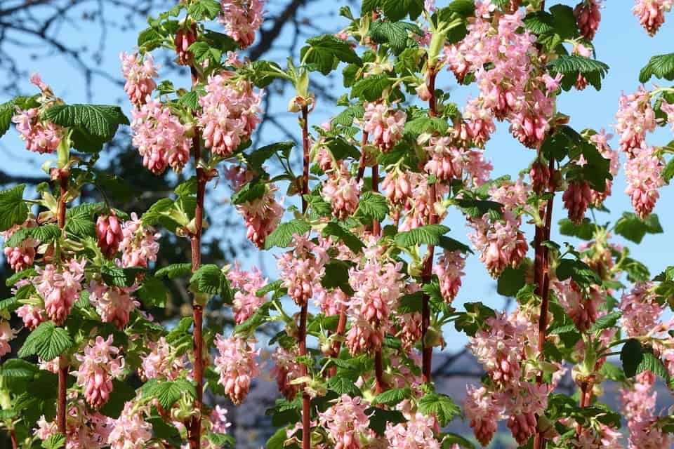 živý plot Meruzalka (Ribes)