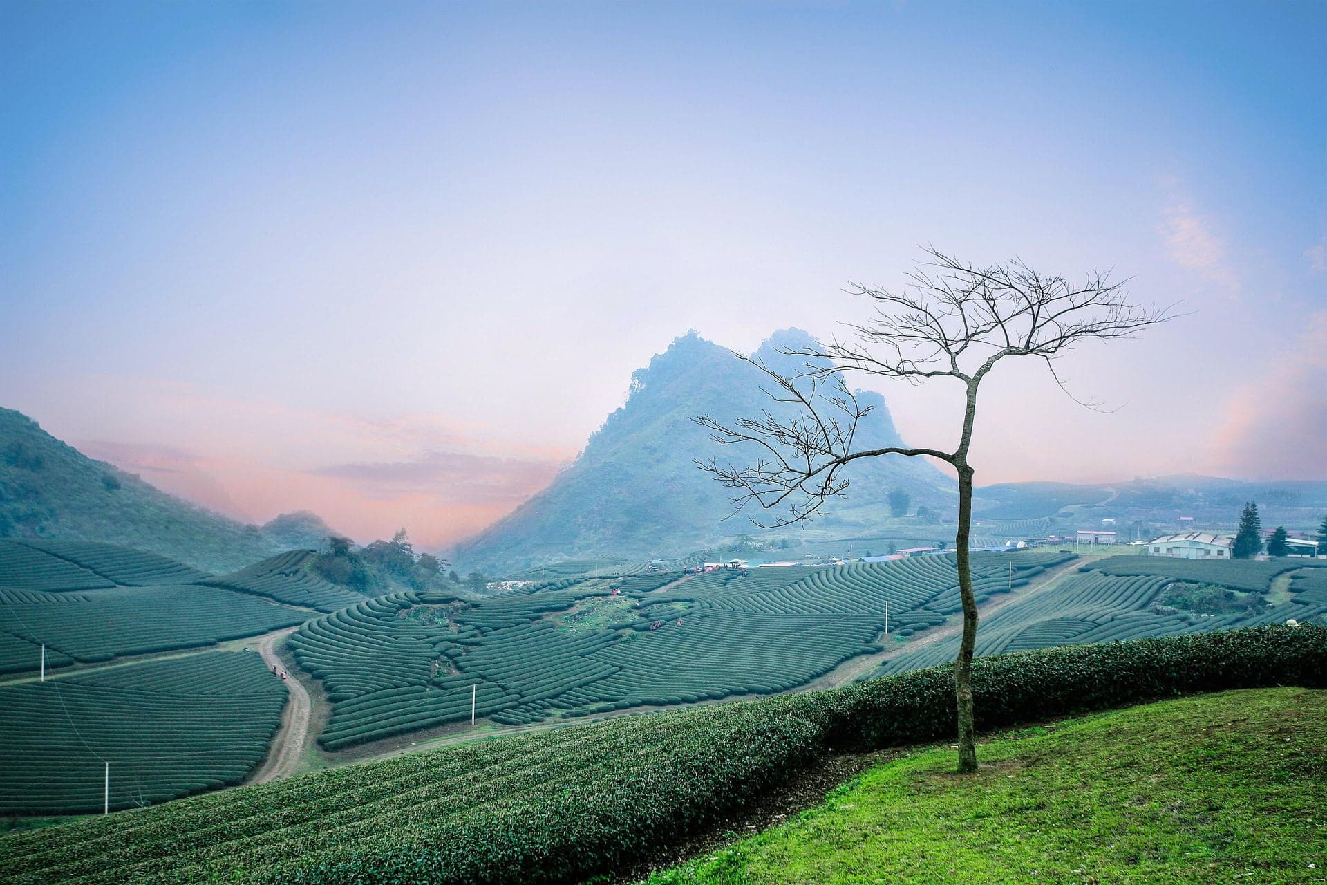 Moc chau tea hills
