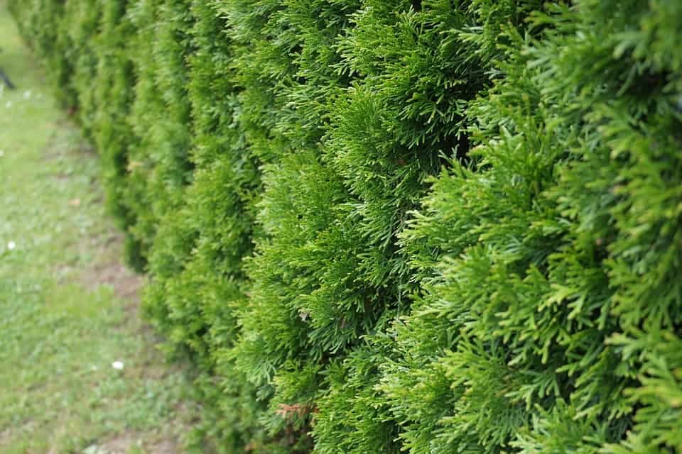 tůje Zerav (Thuja)